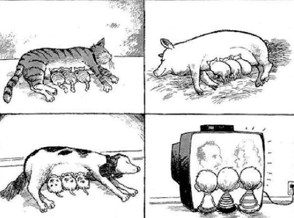 insolite animal bebe enfant mamelle tele