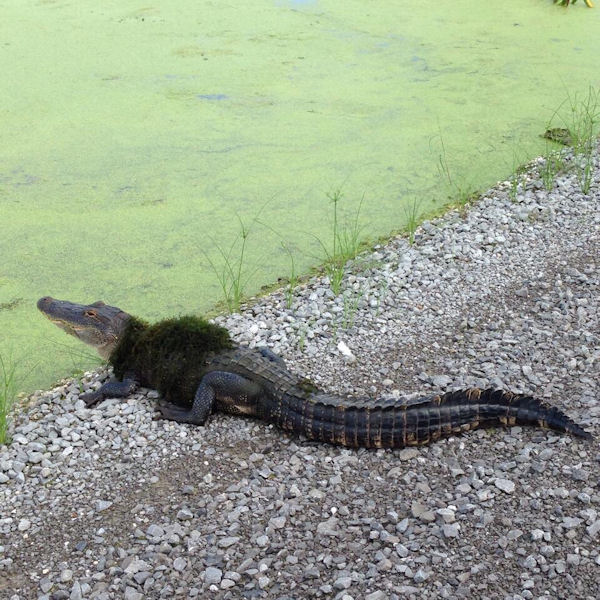 insolite crocodile fourrure herbe manteau