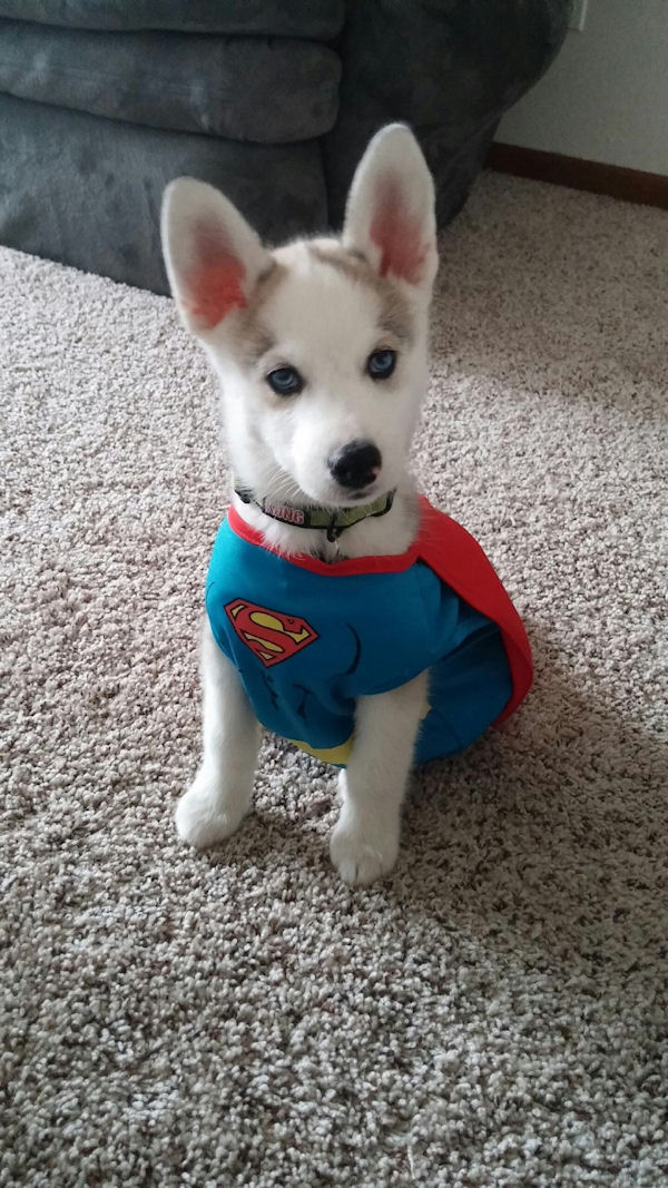 insolite chien chiot costume superman
