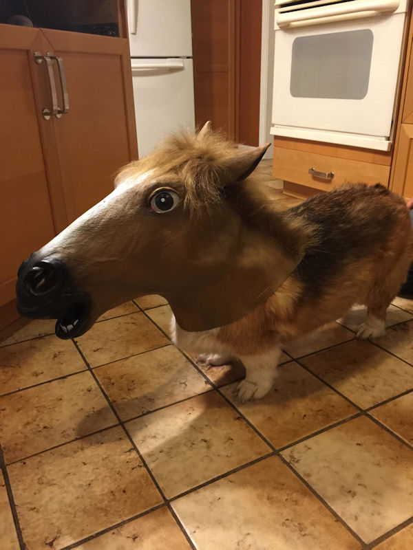 insolite cheval chien tete