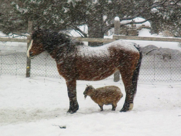 insolite ami cheval chevre neige protection