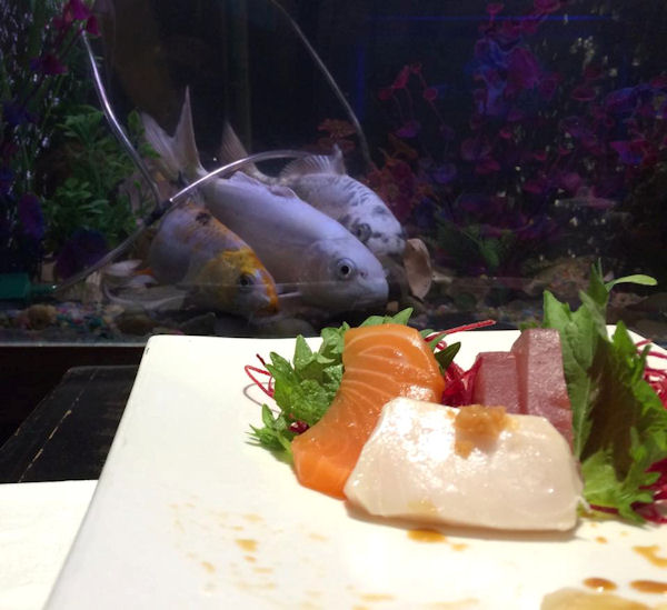 insolite aquarium poisson sashimi