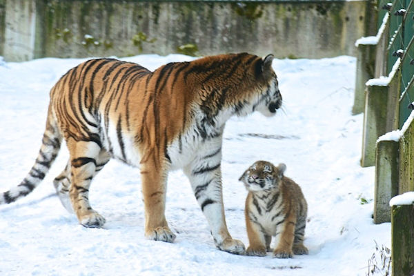 insolite bebe content tigre