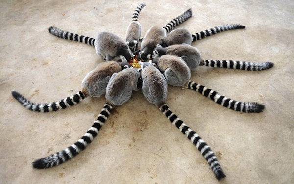 insolite cercle lemur queue