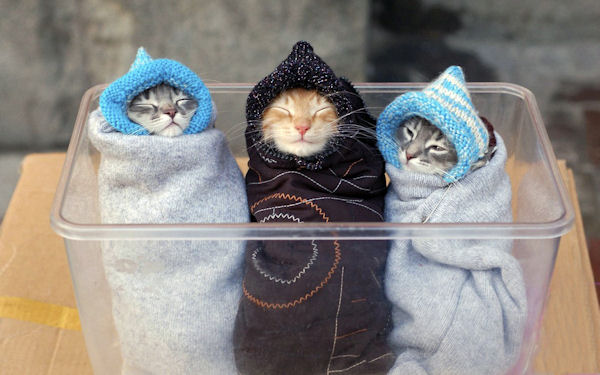 insolite burrito chat chaton