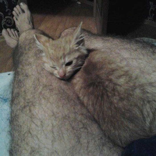 insolite camouflage chat jambe poil