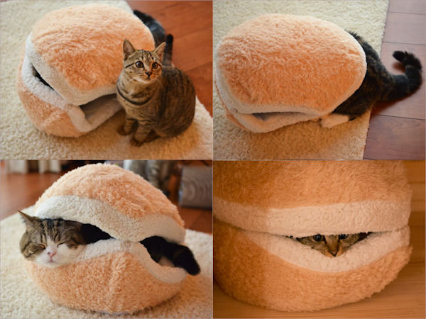 insolite chat coussin hamburger