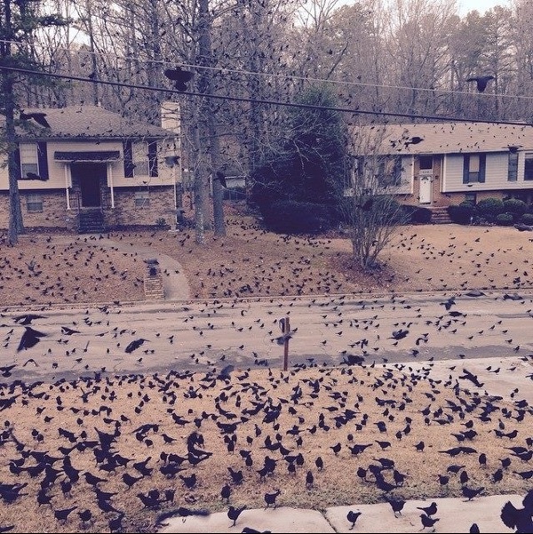 insolite invasion oiseau rue
