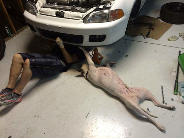 insolite chien mecanicien reparation voiture