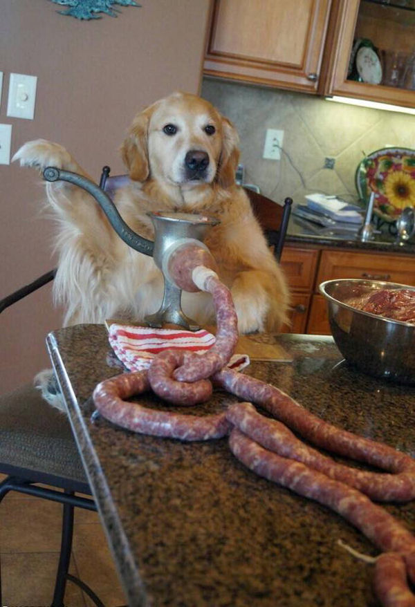 insolite chat chien saucisse