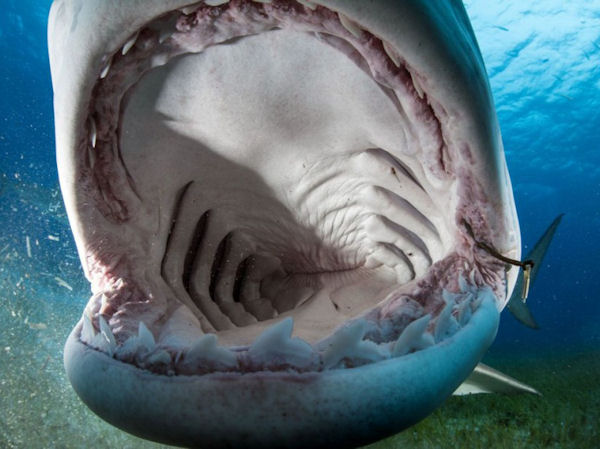 insolite gueule requin