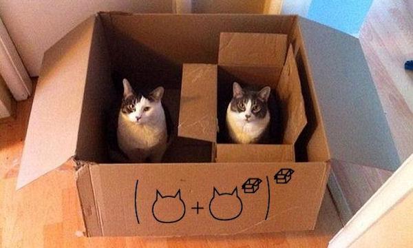 insolite carton chat maths