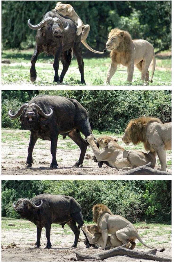 insolite accouplement amour attaque buffle lion lionne