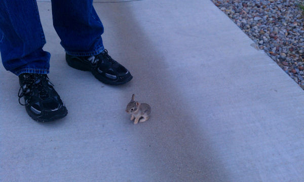 insolite bebe lapin