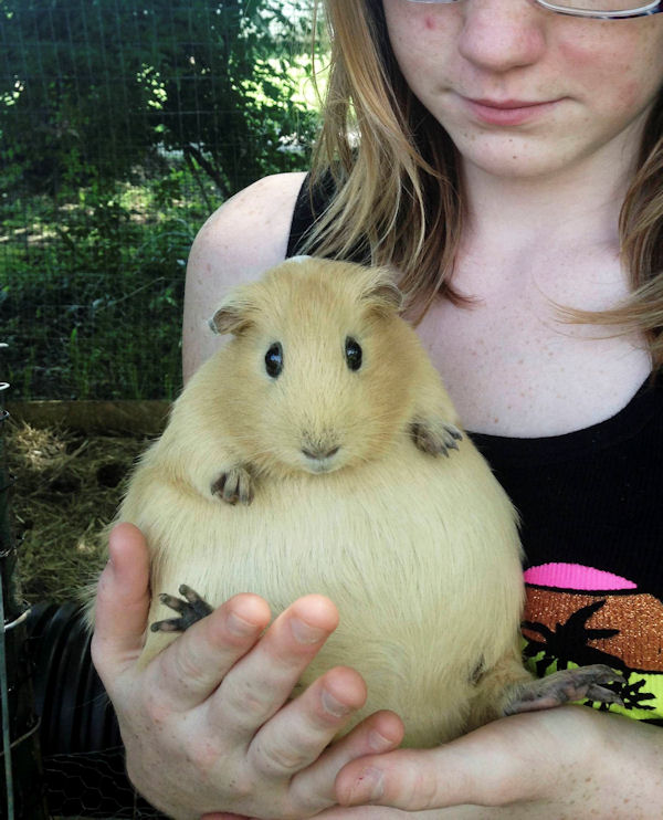 insolite cochon enceinte inde ventre