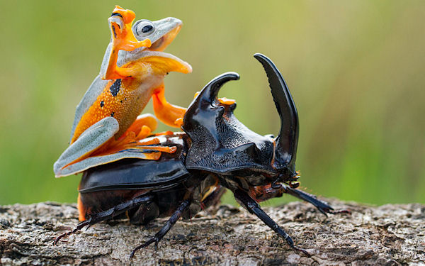 insolite grenouille rodeo scarabee