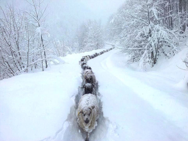 insolite file indienne mouton neige