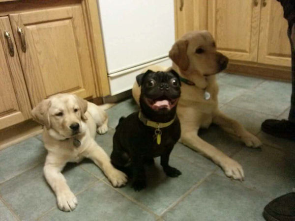 insolite chien different