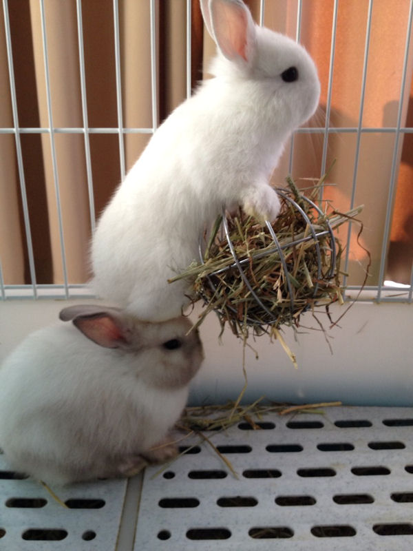 insolite cage lapin