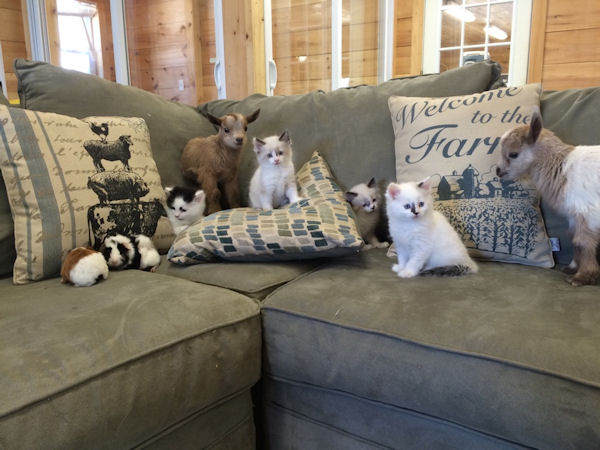 insolite canape chaton chevreau cochon inde