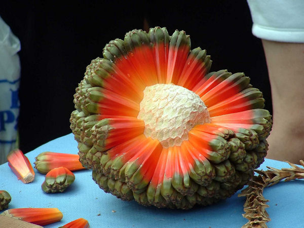 insolite fruit pandanus