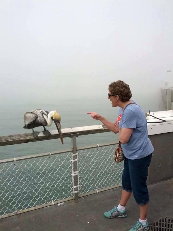 insolite femme gronder oiseau pelican