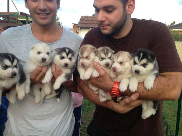 insolite bras chiot husky