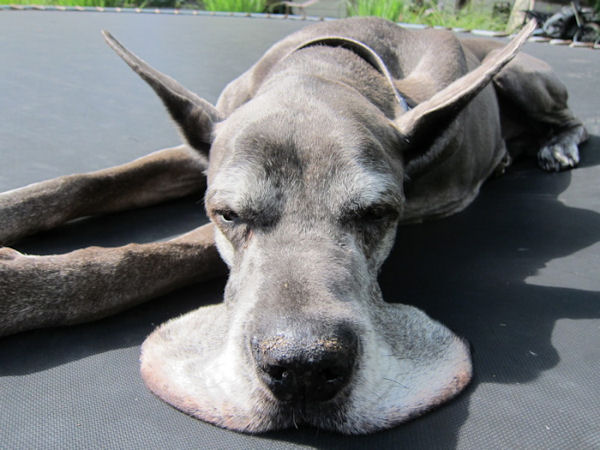 insolite babine chien pancake