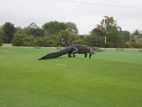 insolite alligator geant golf terrain