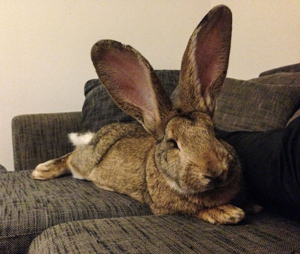 insolite lapin oreille