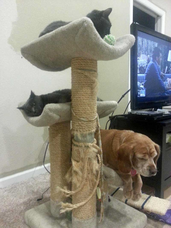 insolite arbre chat chien imposteur