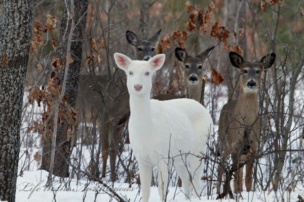 insolite albinos biche blanc