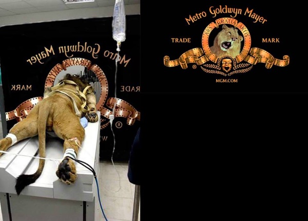 insolite lion logo mgm scanner
