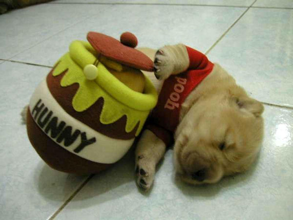 insolite chiot endormi ourson winnie