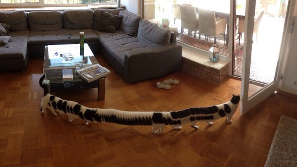 insolite centipede chat panoramique