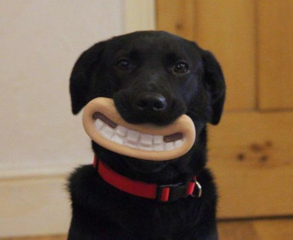 insolite chien sourire