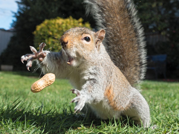insolite cacahuete ecureuil