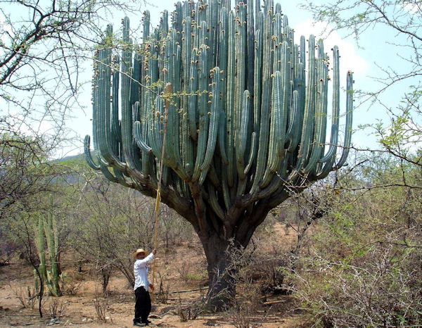 insolite cactus
