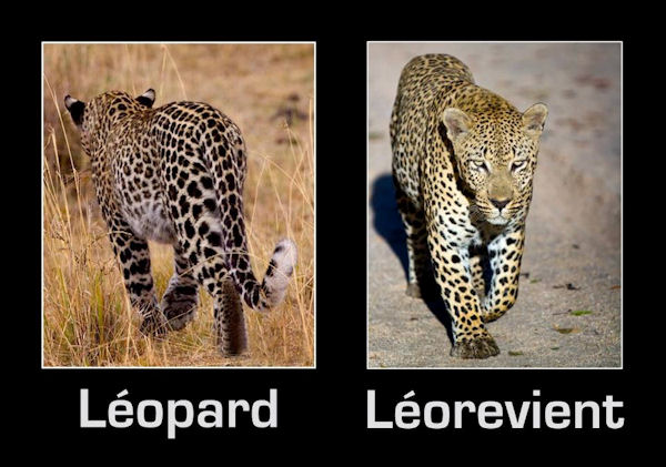 insolite leopard