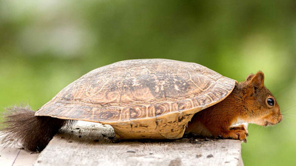 insolite carapace ecureuil tortue