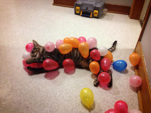 insolite ballon baudruche chat