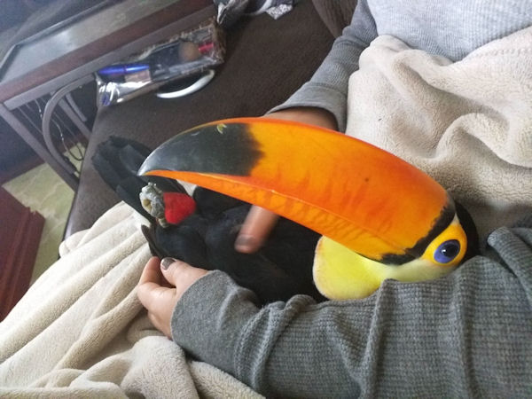 insolite oiseau toucan