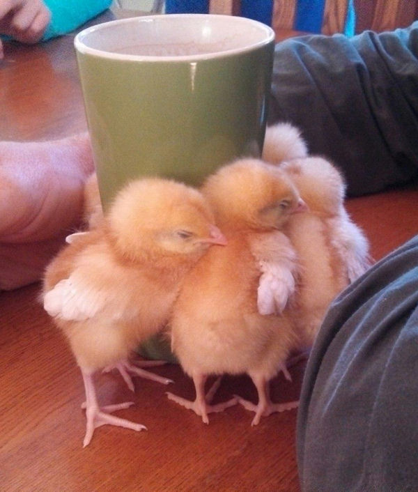 insolite cafe chaleur poussin tasse
