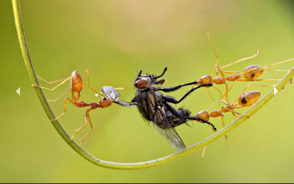 insolite fourmi mouche