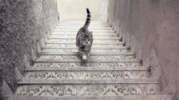 insolite chat escalier