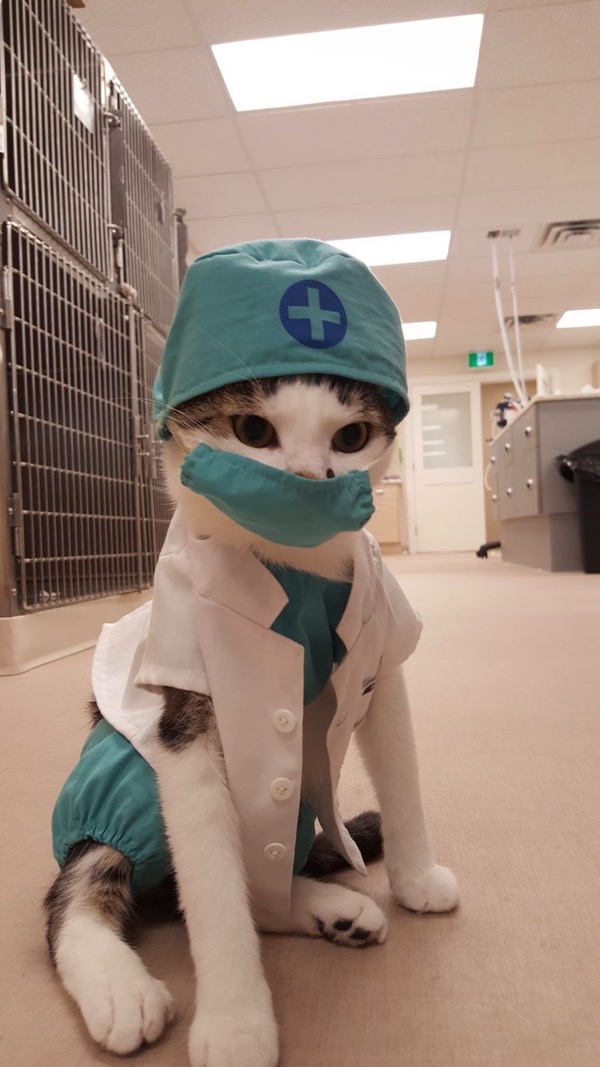 insolite chat docteur