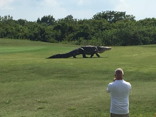 insolite alligator geant golf terrain