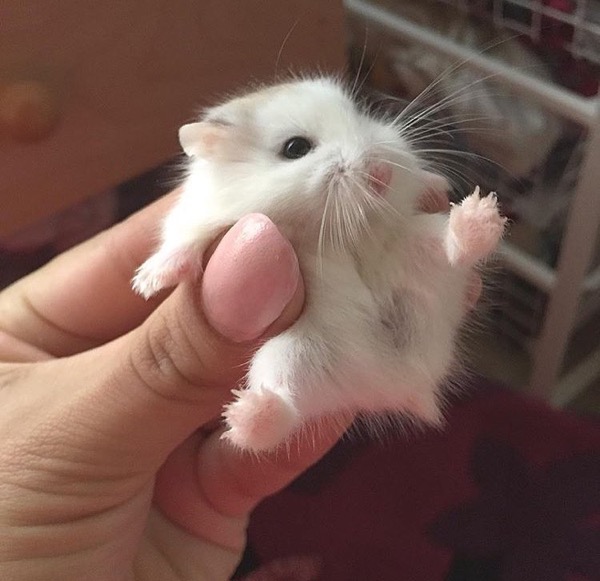 insolite hamster nain