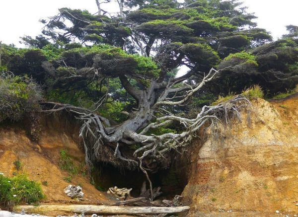 insolite arbre lave racine sol