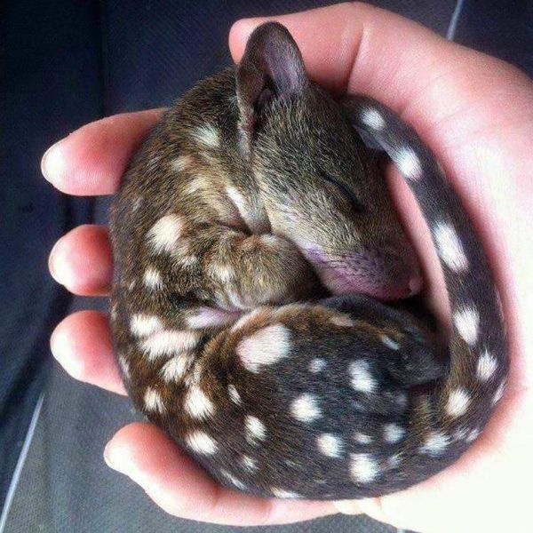 insolite bebe chat main marsupial